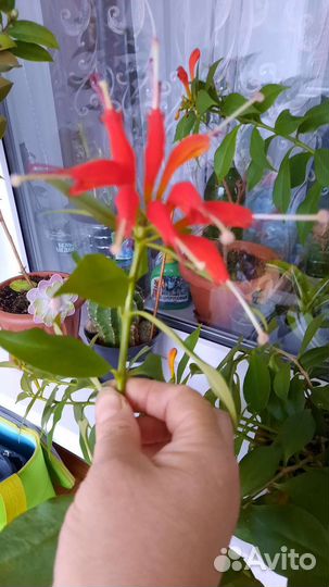 Эсхинантус