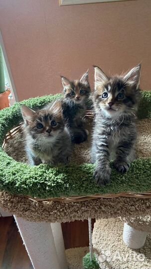 Настоящие котята Мейн-Кун