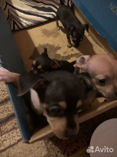 Русский той-терьер