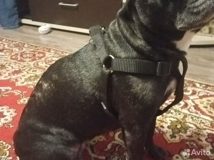 Шлейка для средней собаки
