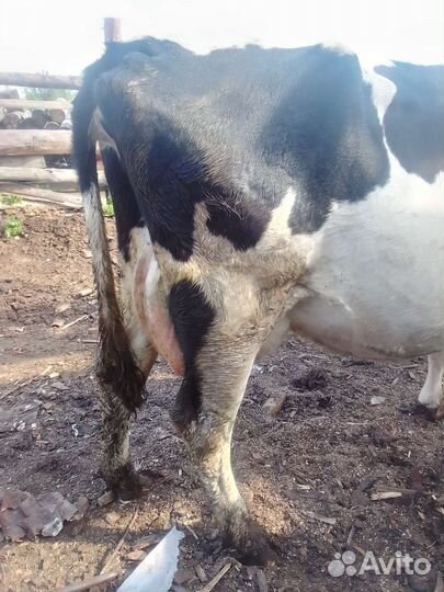 Быки живым весом.можно на племя