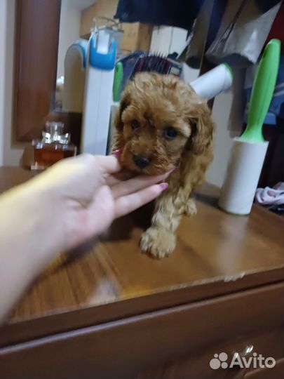 Той-пудель ред браун