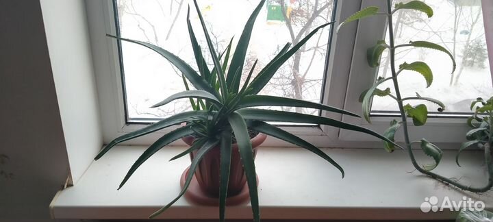 Алоэ пятнистое около 5 лет