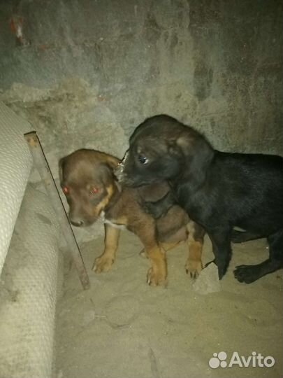 Щенки