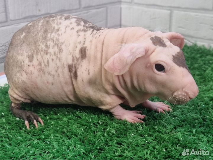 Лысые морские свинки