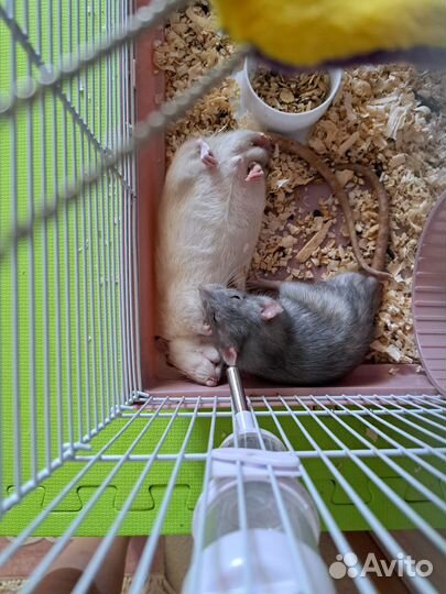 Крысята дамбо мальчики