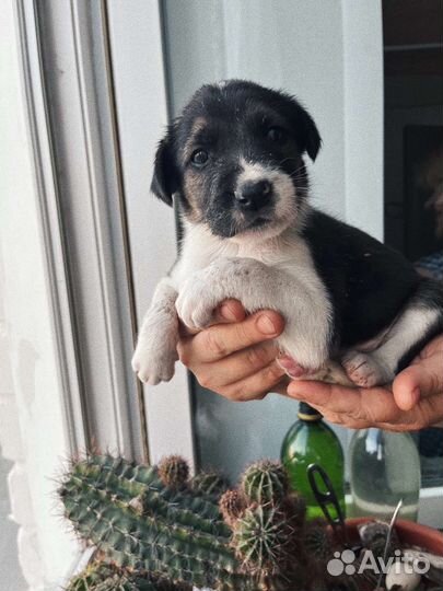 Щенки в добрые руки