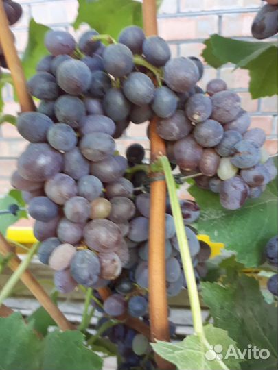 Виноград столовый