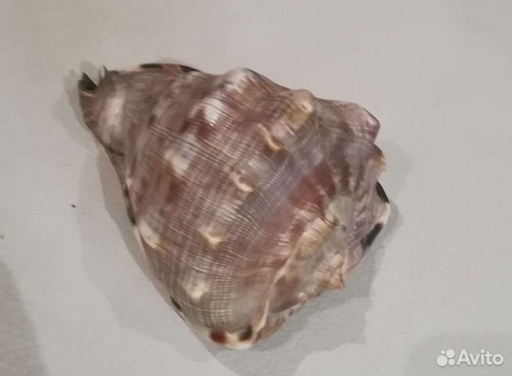 Ракушки для аквариума