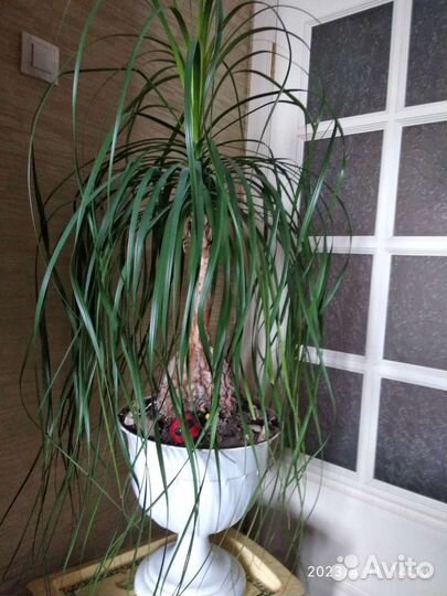 Бокарнея нолина 80 см