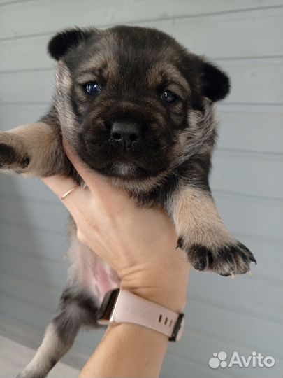 Метис французского бульдога