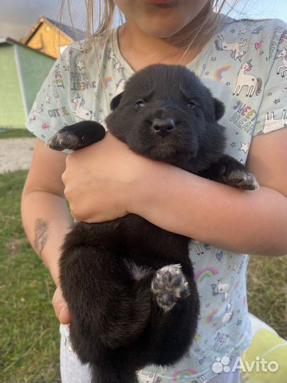 Щенки метисы немецкой овчарки