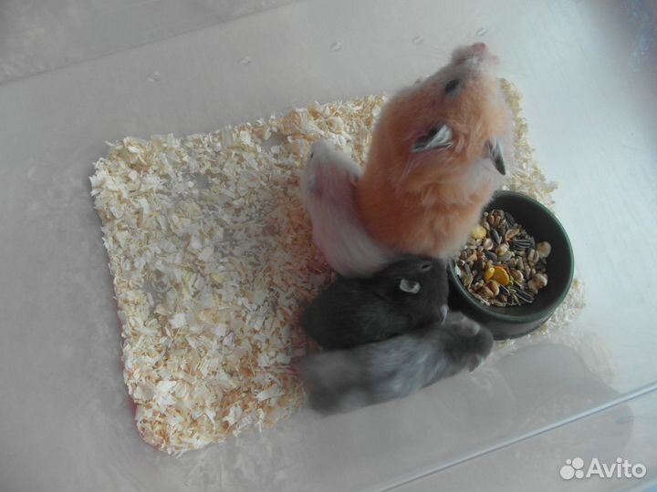 Сирийские хомячата