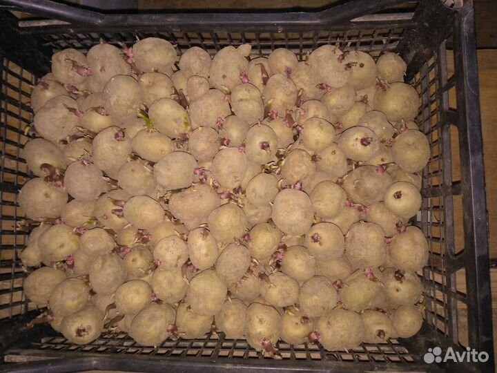 Семенной картофель