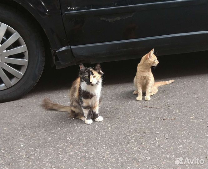 Красивучие бездомыши