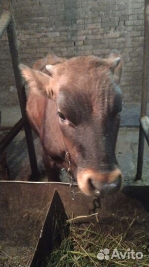 Продается крс