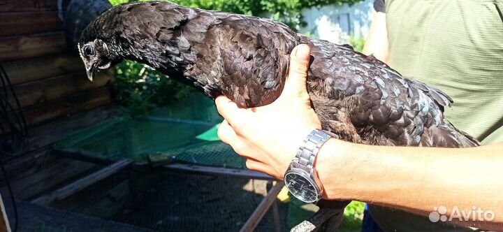 Петухи Лакендази и куры помесные