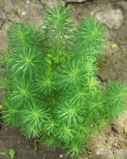 Молочай кипарисовый, саженцы