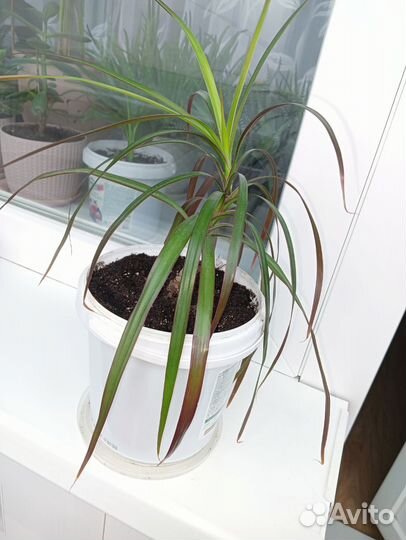 Драцена Маргината-пальма (отросток) в ведерке