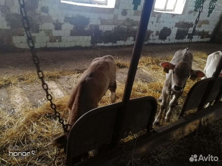 Бычки с доставкой