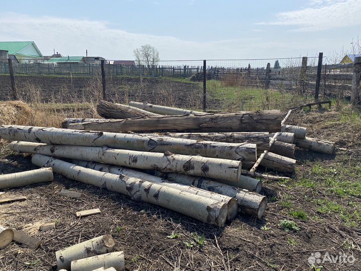 Осина кругляк