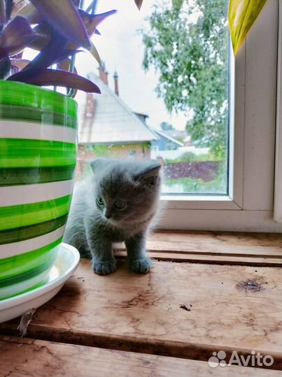 Британские котята бесплатно