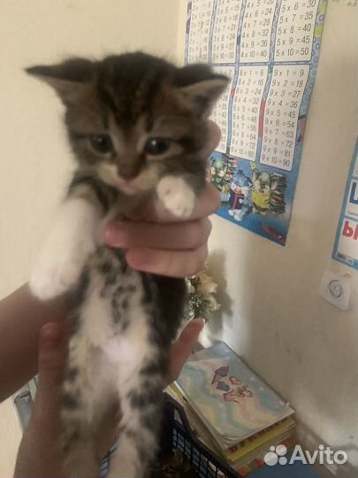 Котята, 1 месяц