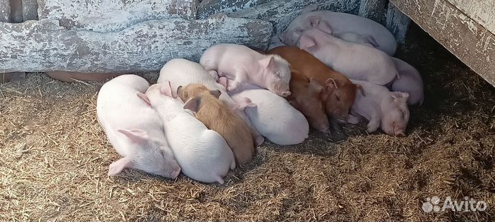 Поросенок ландрас+кб Дюрок