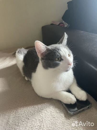 Котик на вязку