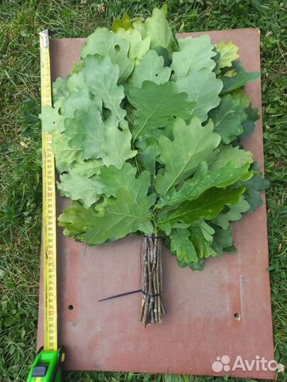 Дубовые веники для бани