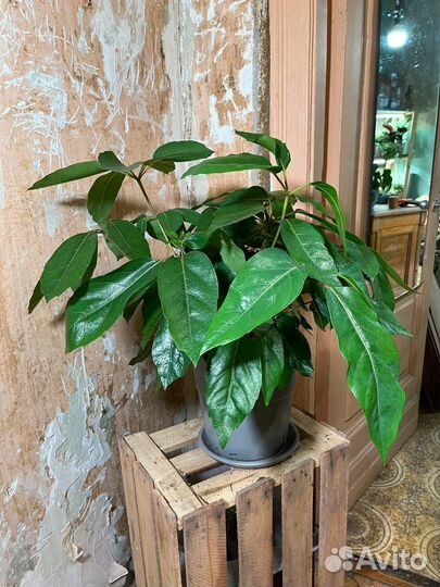 Комнатные растения Шеффлера Актинофилла Напольное