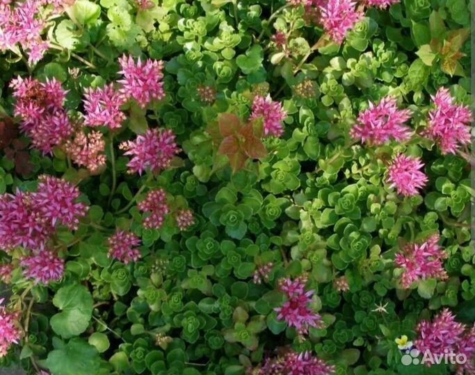 Многолетние почвопокровники очитки, гвоздика и др