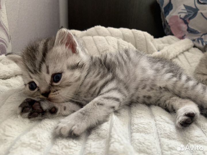 Шотландские котята