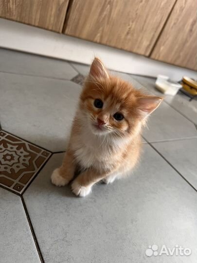 Котята ищут душевные сердца