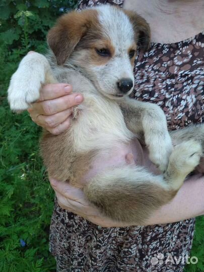 Парень ищет дом