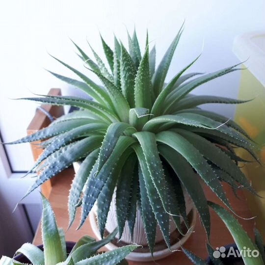 Семейство аллоэ