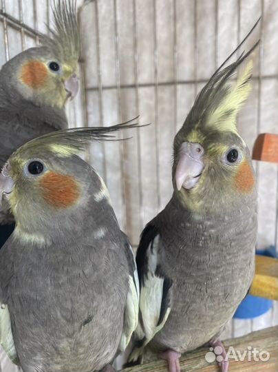 Попугай Корелла птенцы