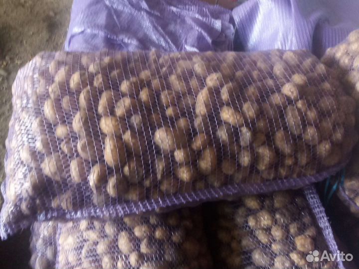 Картофель на корм скоту