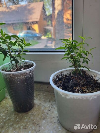 Миртовое дерево