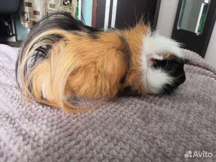 Морская свинка розетка