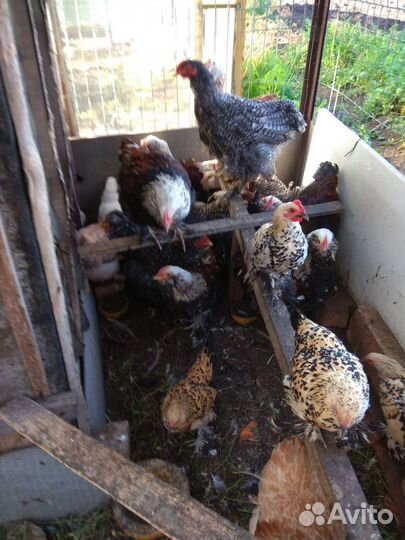 Декоративные куры