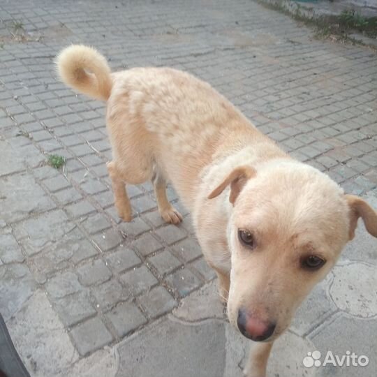 Молодой пёс