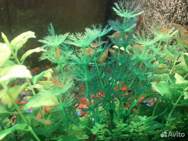 Креветки для аквариума