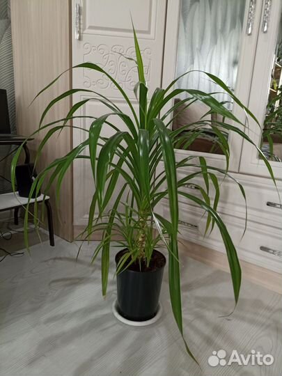 Пальма панданус