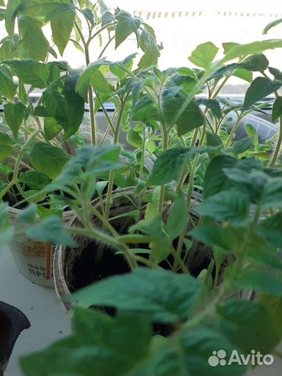 Рассада помидор,перца острого и сладкого