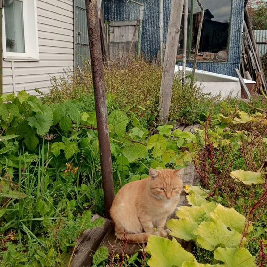 Домашние животные кошки