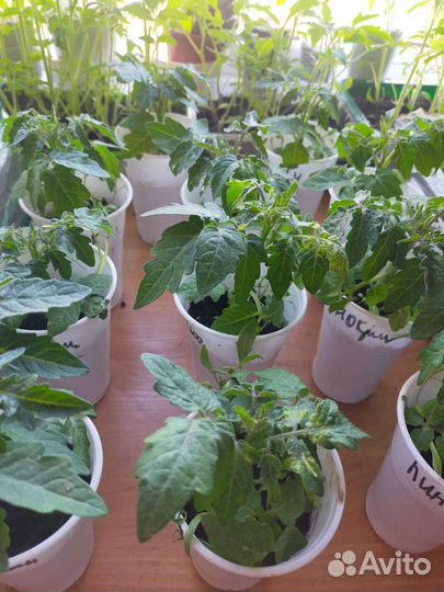 Рассада домашних помидор для подоконника