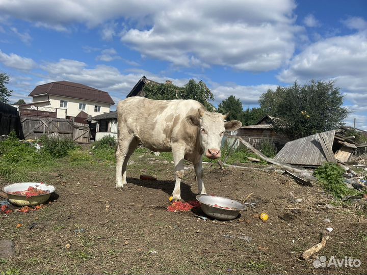 Телки 1,8и 1,9лет