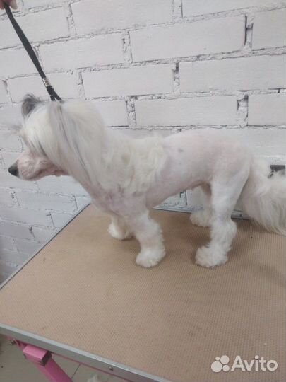 Грумер, стрижка собак и кошек