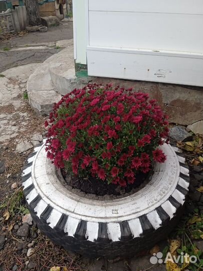 Хризантемы мультифлора